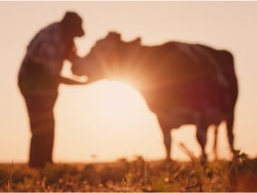 Farm field during sunset on the foreground and farmer petting cow on the background
