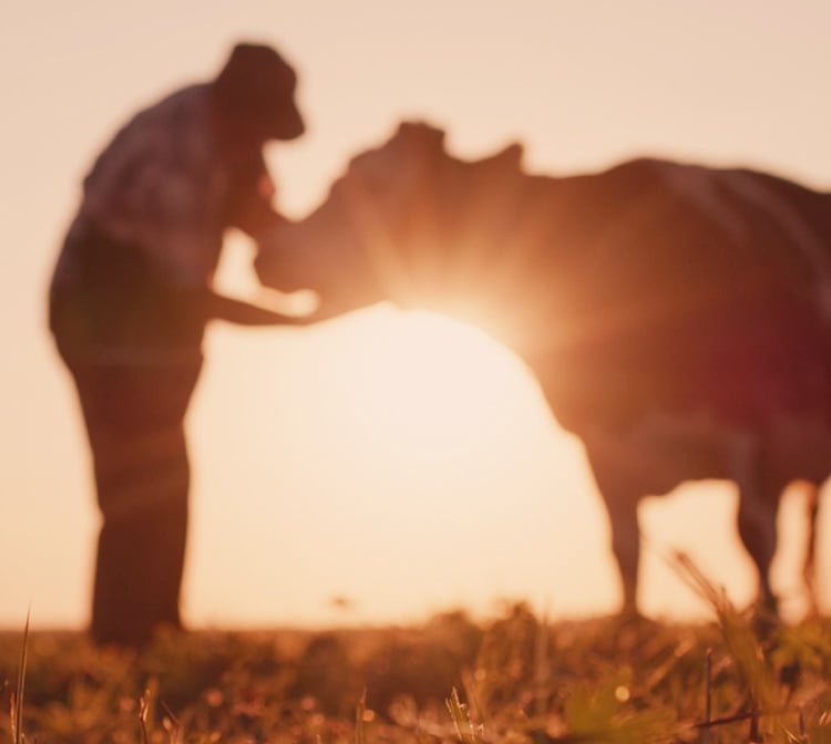 Farm field during sunset with two cans of milk on the foreground and farmer petting cow on the background