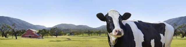 LACTAID® cow on a farm